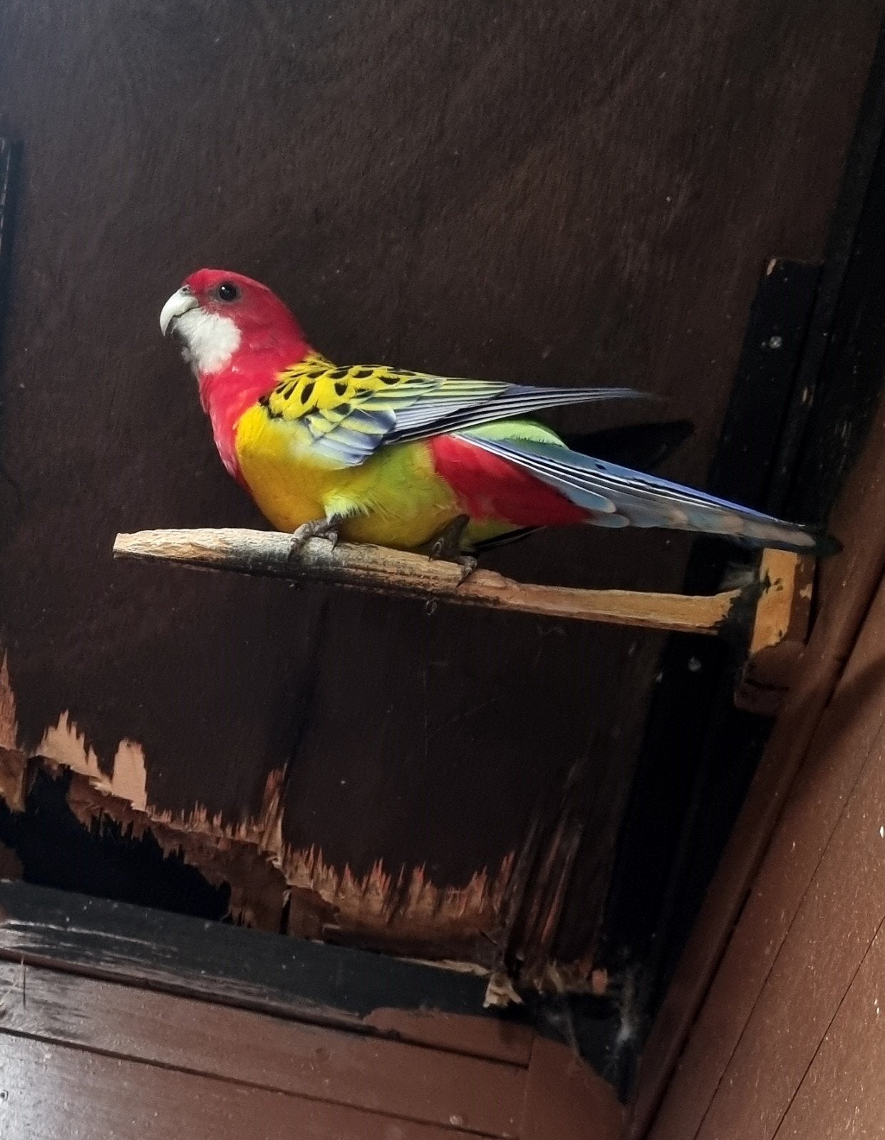 rosella man met gendica papier, Dieren en Toebehoren