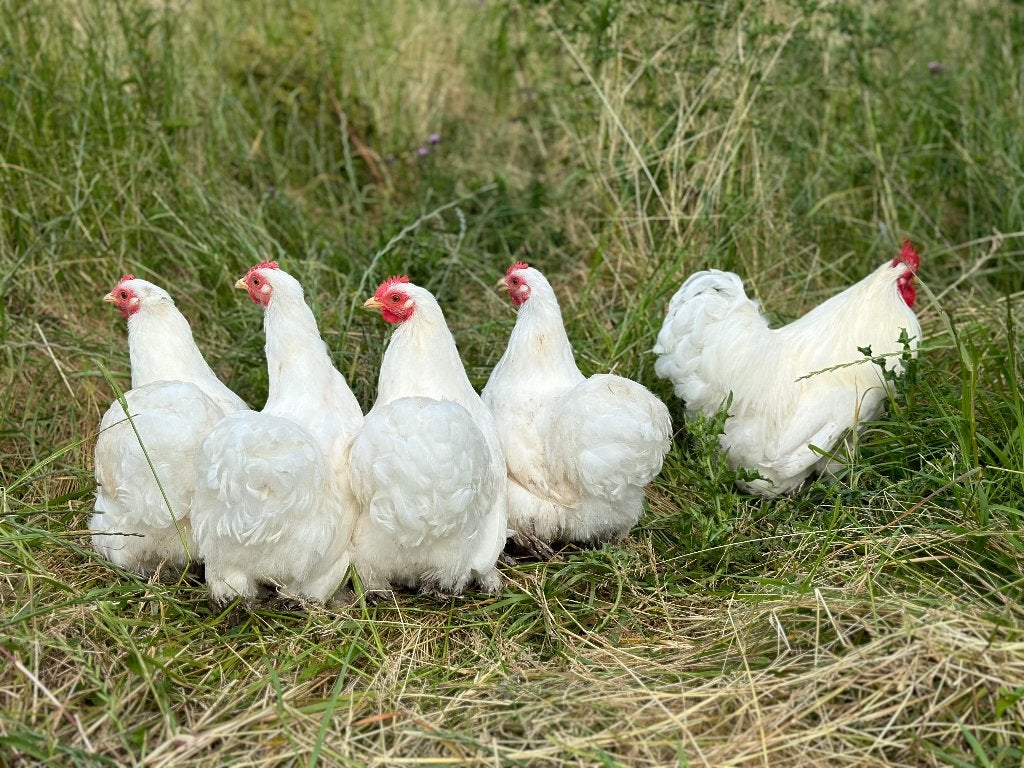Jonge tamme Cochin kriel Wit gesekst en ingeënt, Dieren en Toebehoren, Vrouwelijk, Kip