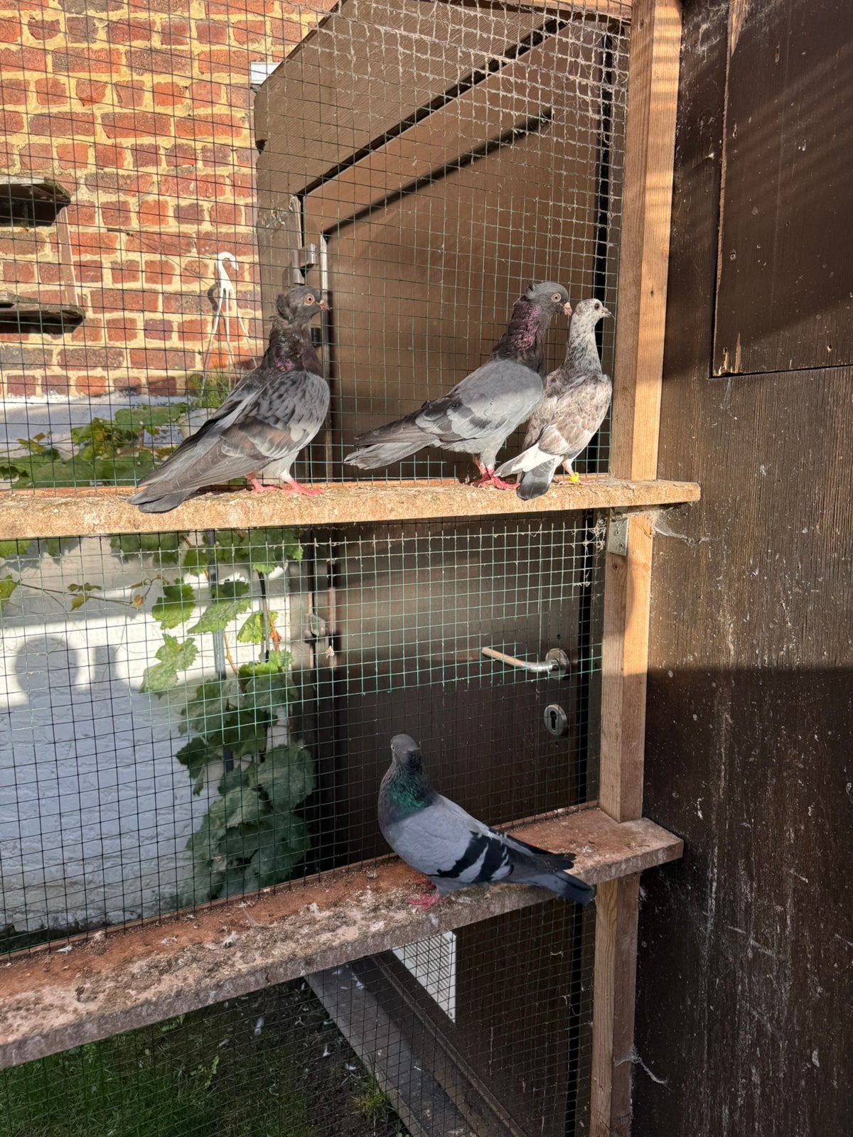 Pigeon