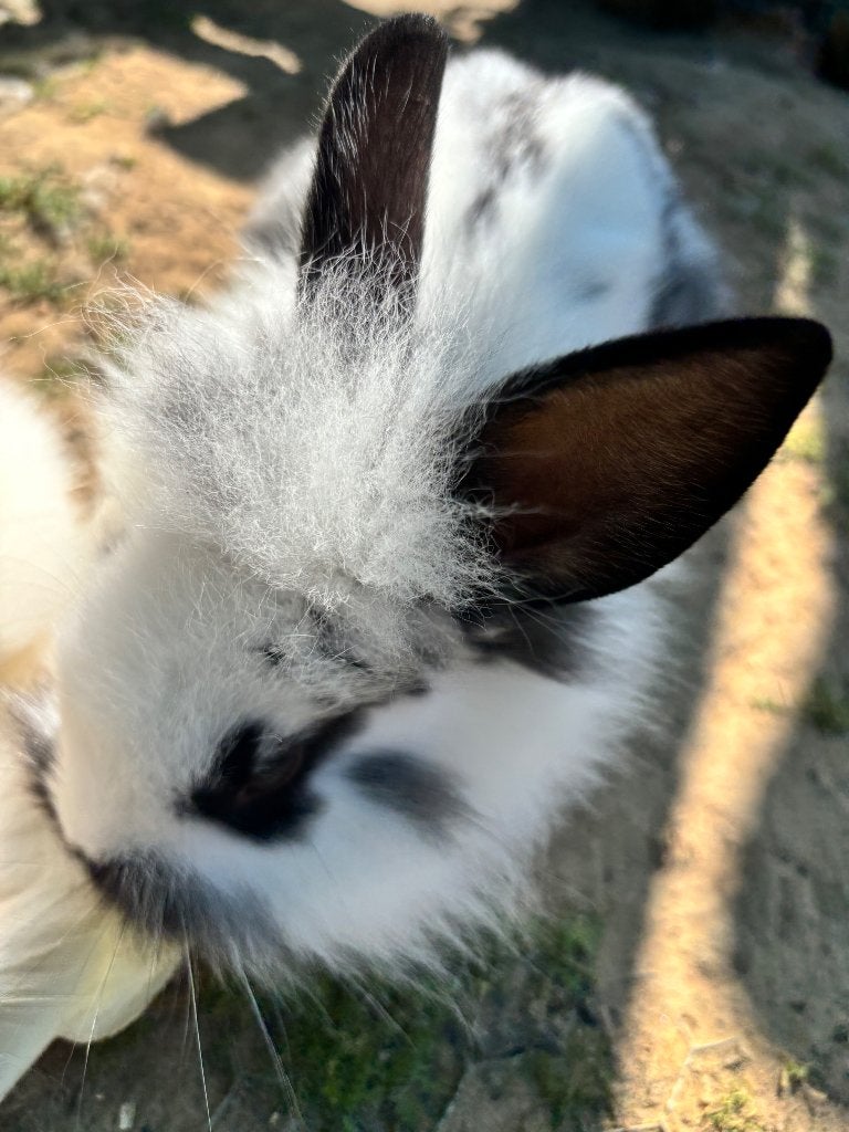 Vlinderkonijn x leeuwenkopje, Dieren en Toebehoren, Konijnen, Meerdere dieren, Middelgroot, 0 tot 2 jaar