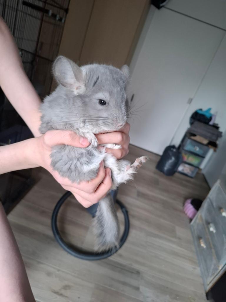 chinchilla's, Dieren en Toebehoren, Ophalen