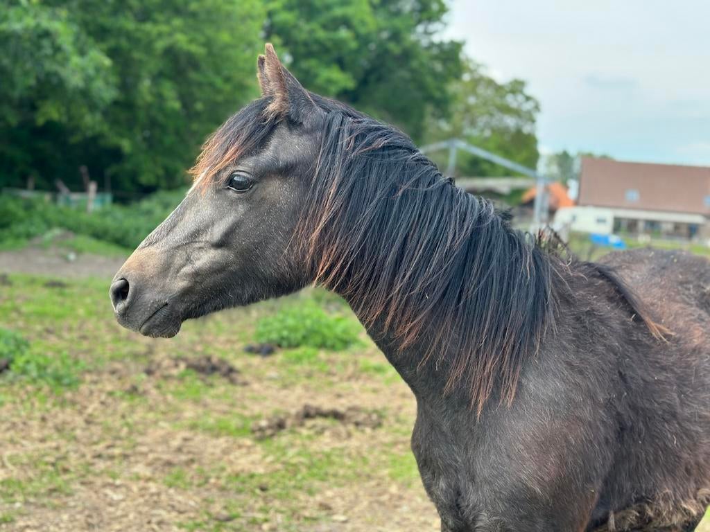 Welsh pony, Dieren en Toebehoren, Paarden, Merrie, Minder dan 160 cm, 0 tot 2 jaar, Gechipt