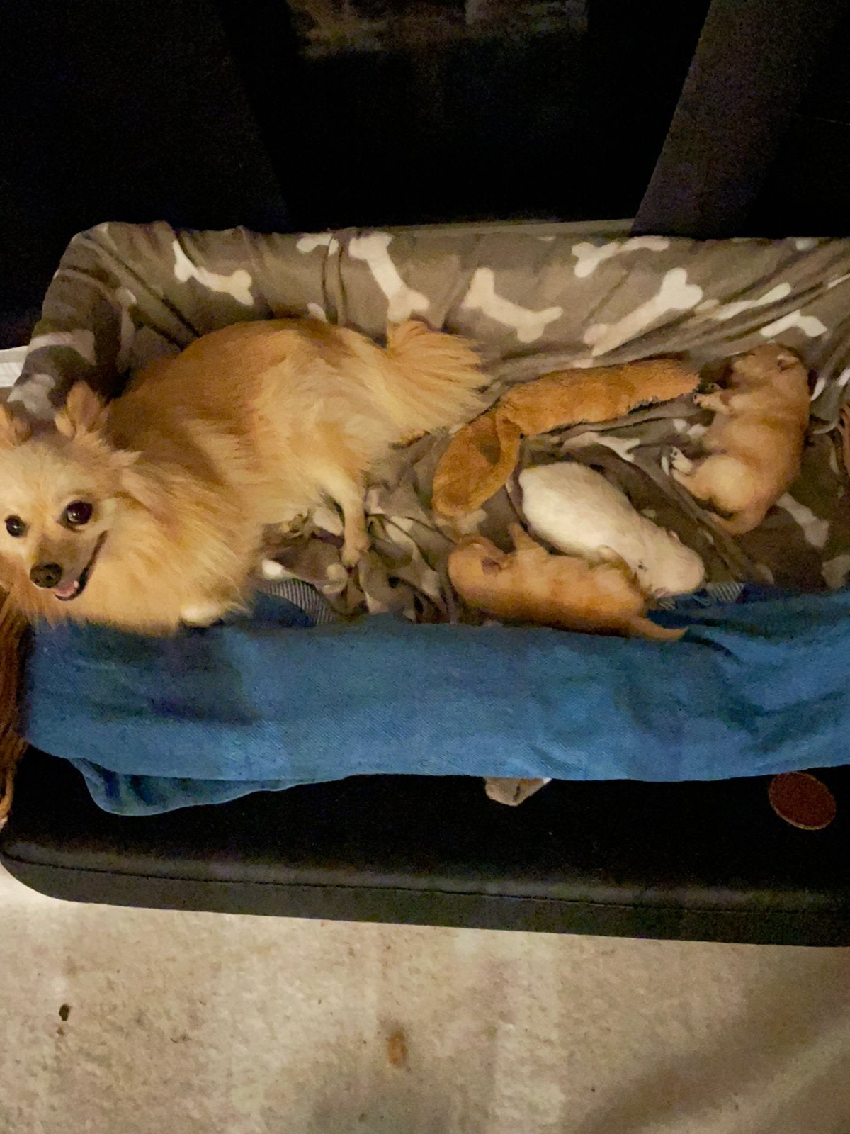 Hondje, Enlèvement, Comme neuf