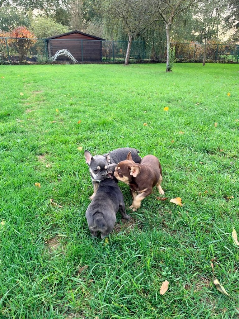 Franse Bulldog pups Frenchie pup, Dieren en Toebehoren, België, Fokker | Hobbymatig, CDV (hondenziekte), 8 tot 15 weken