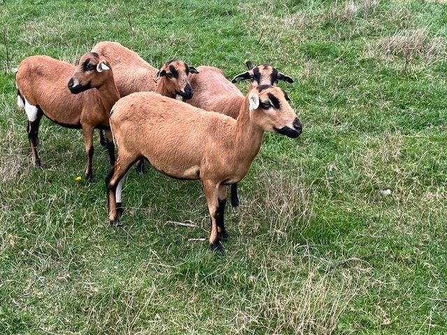Heel mooie Kameroen schapen jonge ooien of ooien + lammetjes, Femelle, Mouton, 0 à 2 ans