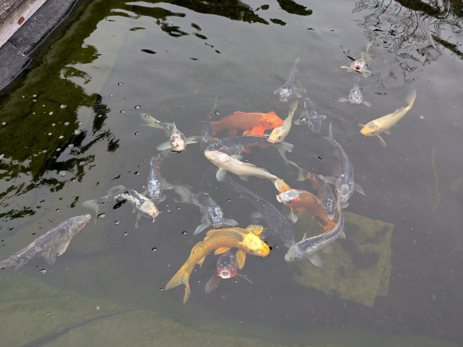 pêche aux carpes koï, Animaux & Accessoires