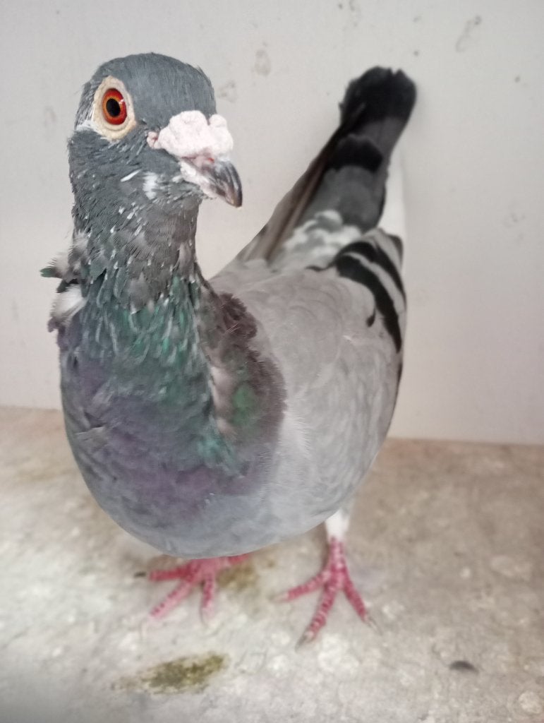 Poule reproductrice ! ! ! ! !, Femelle, Pigeon voyageur