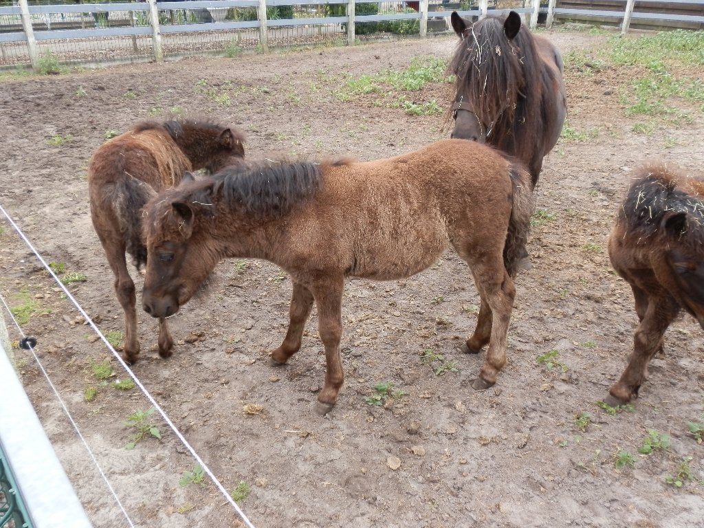 shetland pony;s veulens, Dieren en Toebehoren, Merrie, Met stamboom, 0 tot 2 jaar, A pony (tot 1.17m)