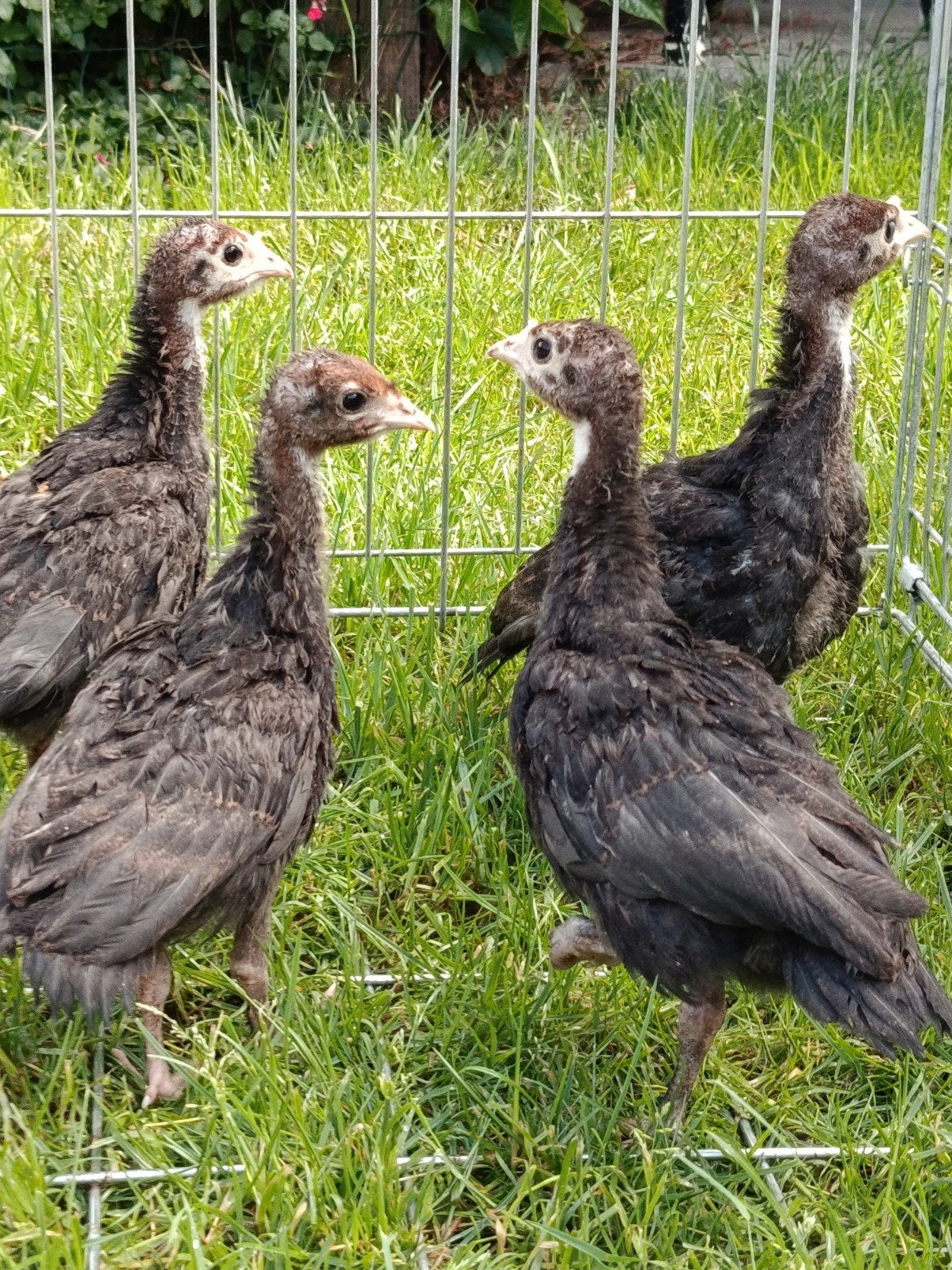 4 kalkoen kuikens, Dieren en Toebehoren, Pluimvee, Kalkoen