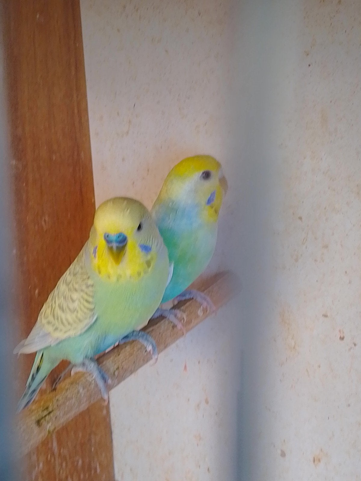 Différentes couleurs de jeunes perruches prêtes à grandir, Animaux & Accessoires, Oiseaux | Perruches & Perroquets, Plusieurs animaux