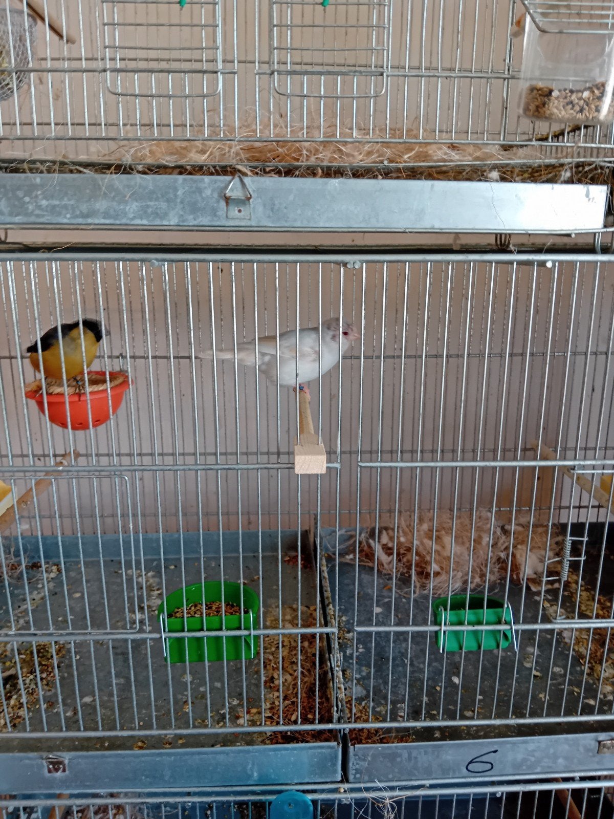 Gele goudvinkman 23 xsatinet goudvink pop 23, Dieren en Toebehoren, Vogels | Overige Vogels