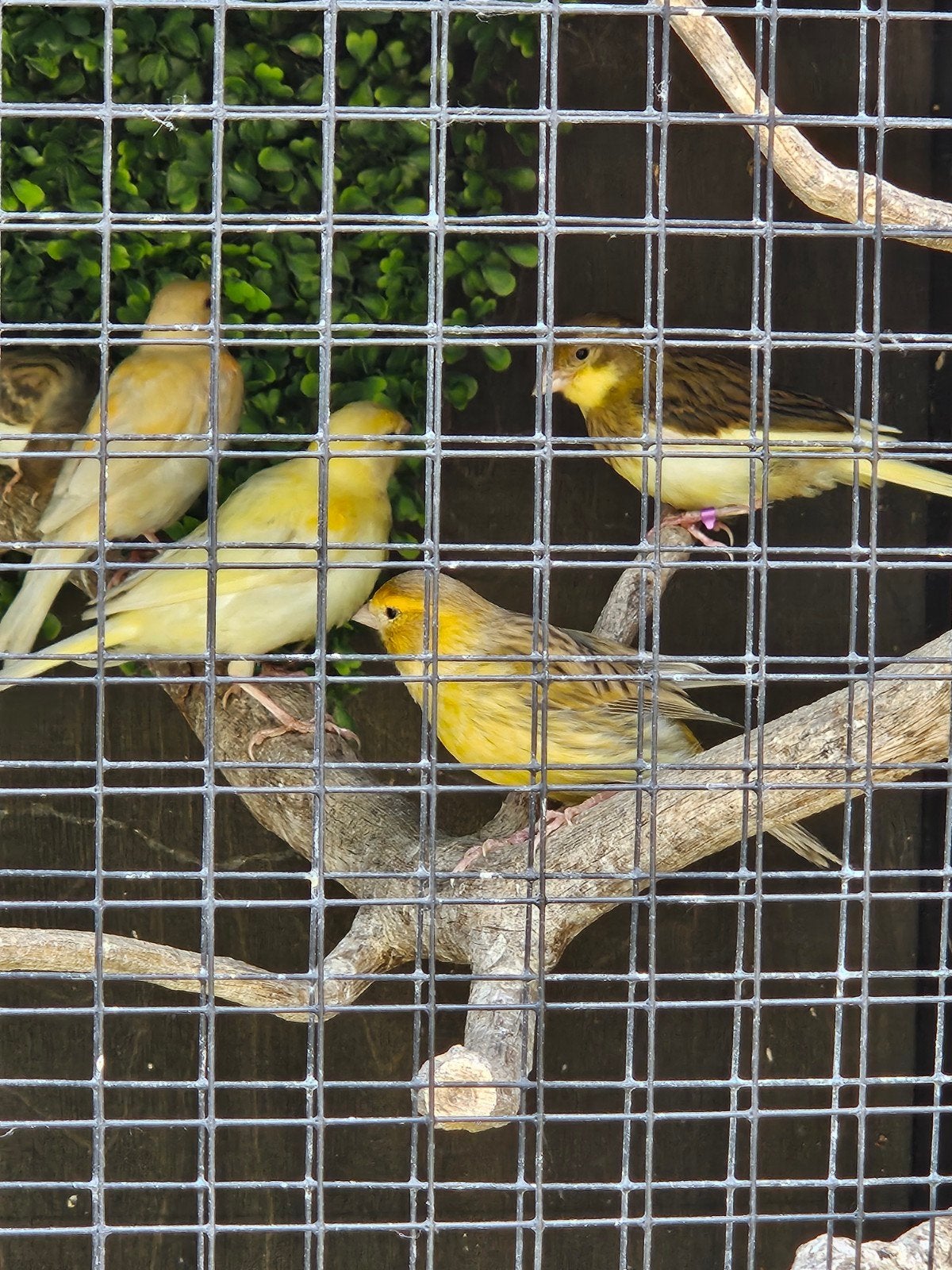 Jonge kanaries te koop, Dieren en Toebehoren, Vogels | Kanaries