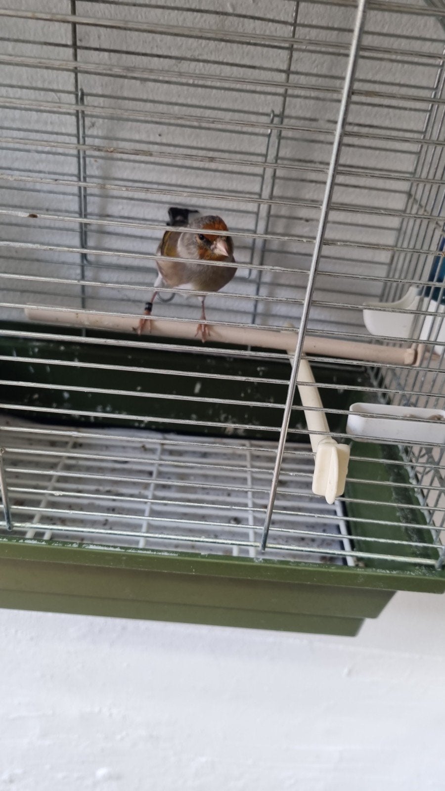 te koop mooie bastaard  parva putter/rasa, Dieren en Toebehoren, Bastaard