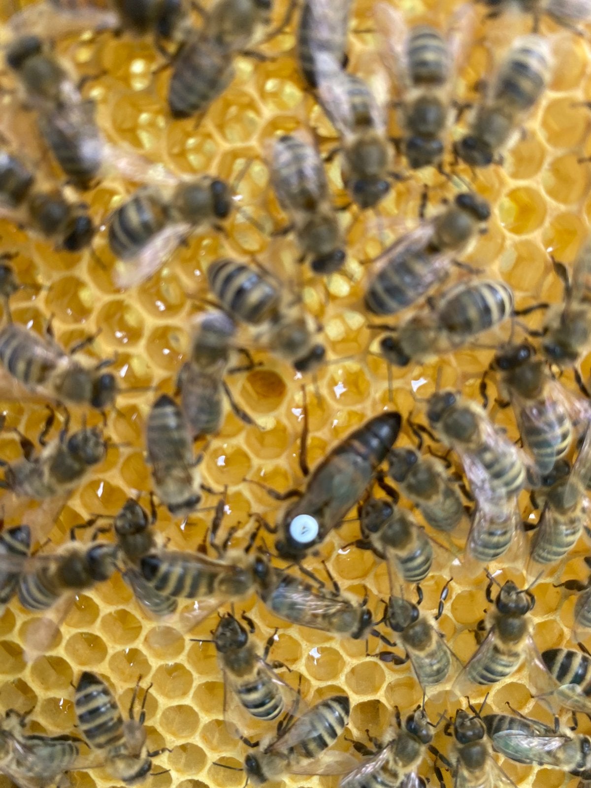 Carnica bijen te koop (Q 2026), Dieren en Toebehoren, Bijen