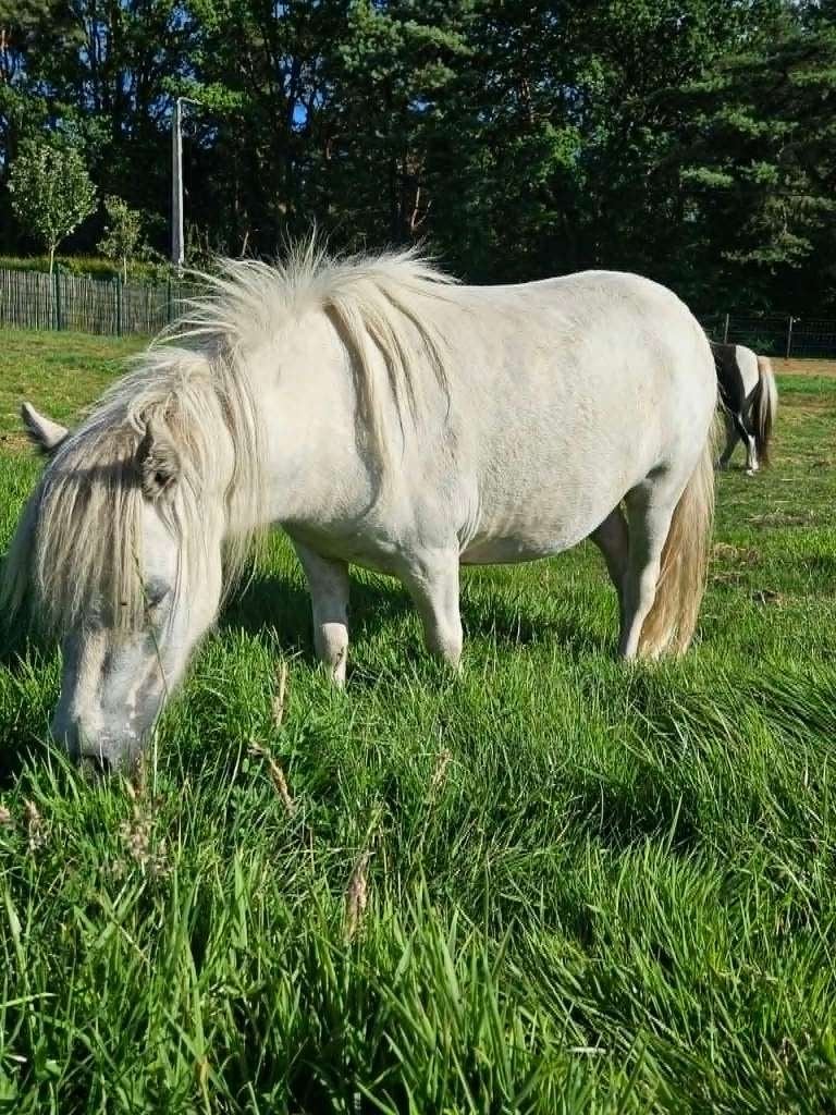 Lieve palomino appaloosamerrie, Dieren en Toebehoren, Merrie, 0 tot 2 jaar, A pony (tot 1.17m), Gechipt