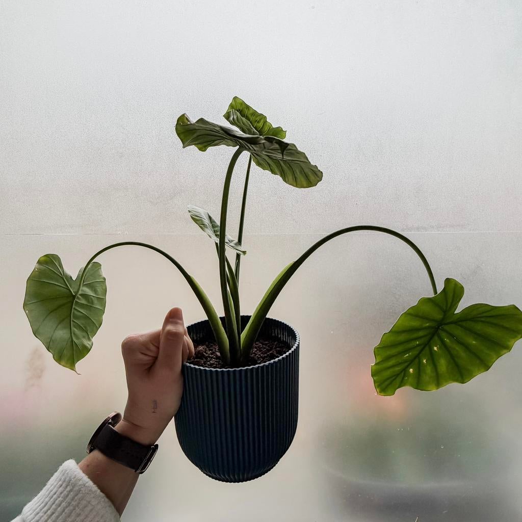 Alocasia macrorrhiza / reuze-olifantsoor, Enlèvement