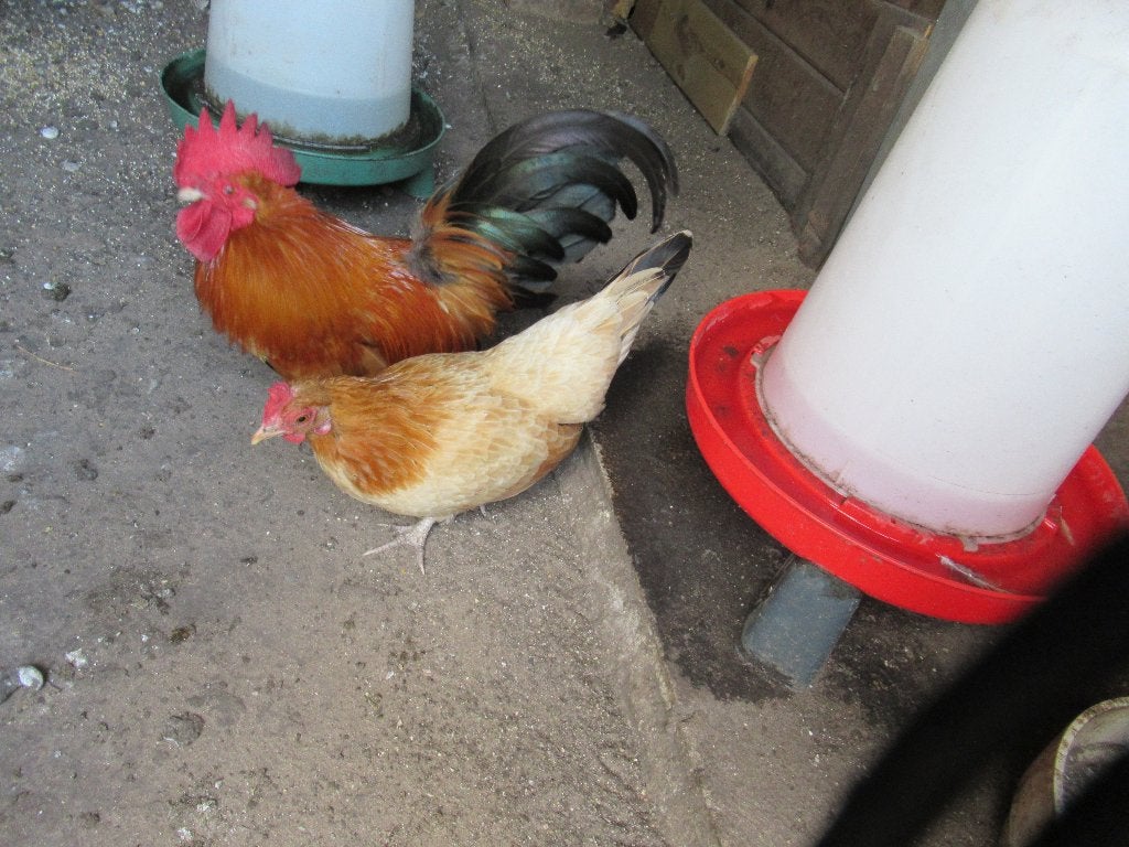 Duo Chabo, Animaux & Accessoires, Plusieurs animaux, Poule ou poulet
