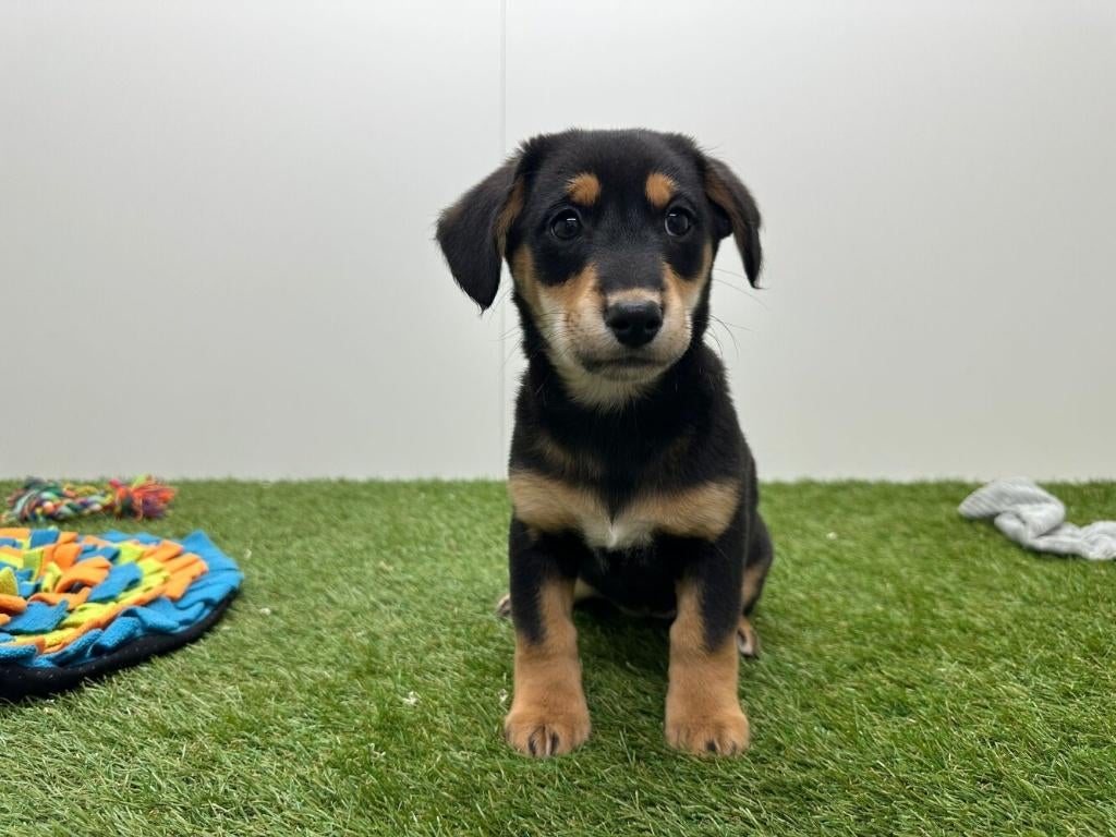 Kruising Teckel x Shiba Inu pups