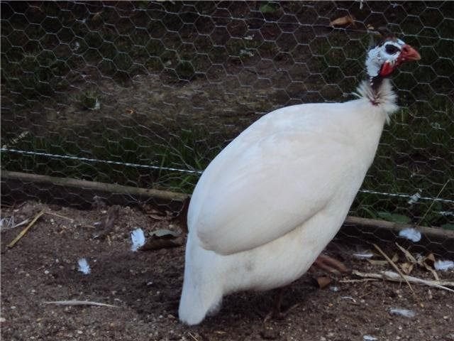 Witte parelhoen haan, Dieren en Toebehoren, Vogels | Overige Vogels, Mannelijk