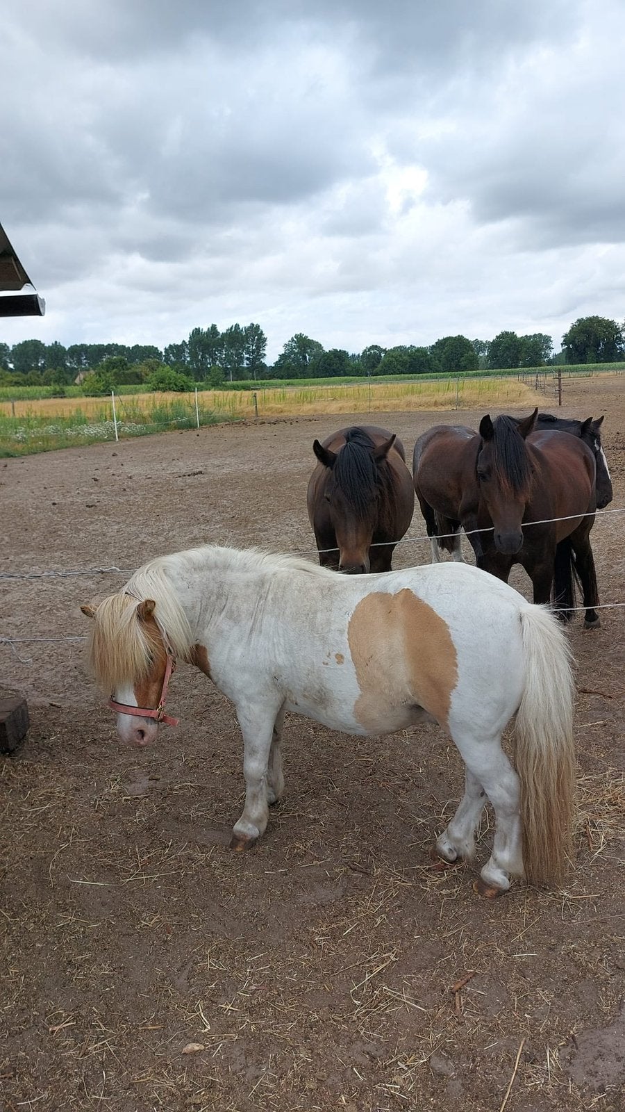 Super brave 6jarige shetlander, Dieren en Toebehoren