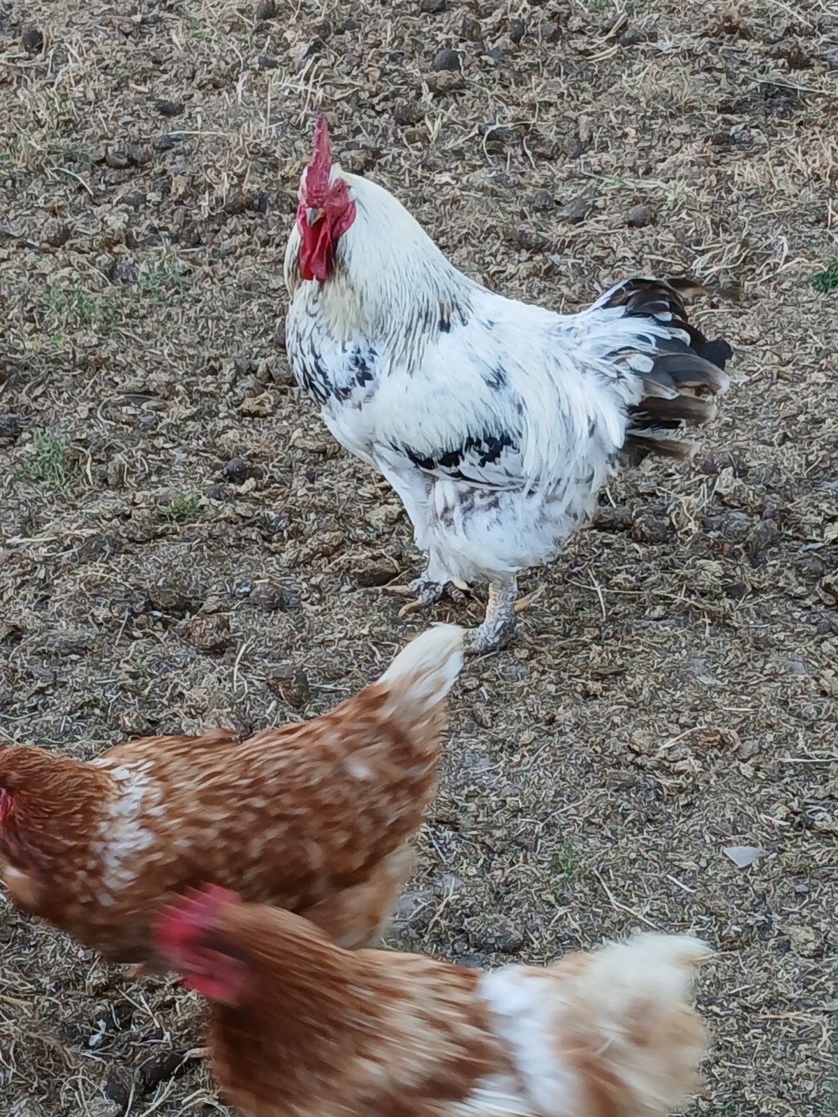 te koop haan, Dieren en Toebehoren, Pluimvee, Mannelijk, Kip