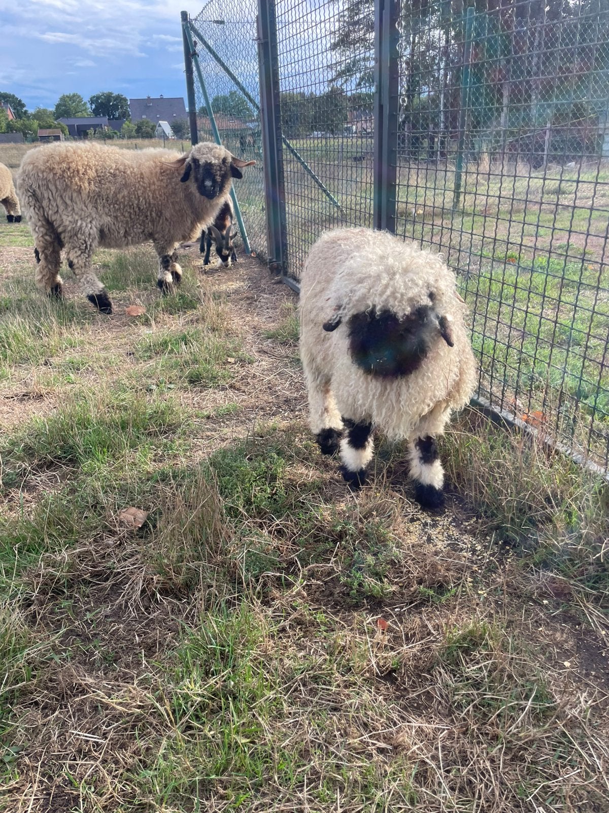 Walliser Schwarznase rammetje, Dieren en Toebehoren, Mannelijk, Schaap, 0 tot 2 jaar