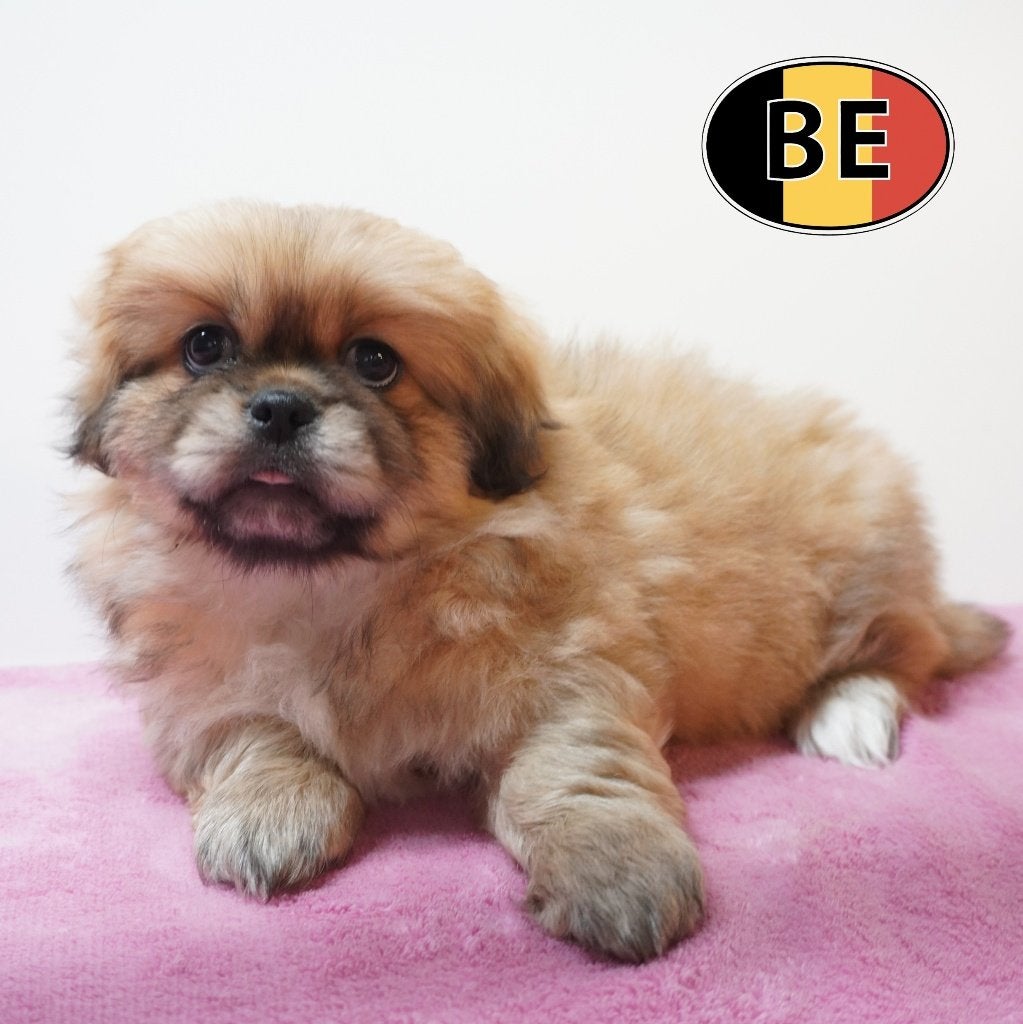 Charmante Pekinees-pups te koop, België, Handelaar, CDV (hondenziekte), 8 tot 15 weken