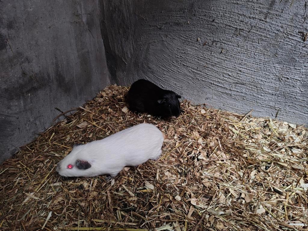 Cavia, Ophalen, Cavia