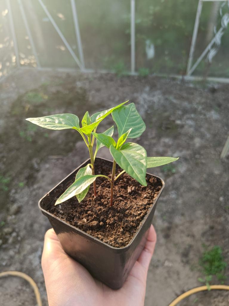 Paprika 0.75 per plant, diverse soorten, Jardin & Terrasse, Enlèvement