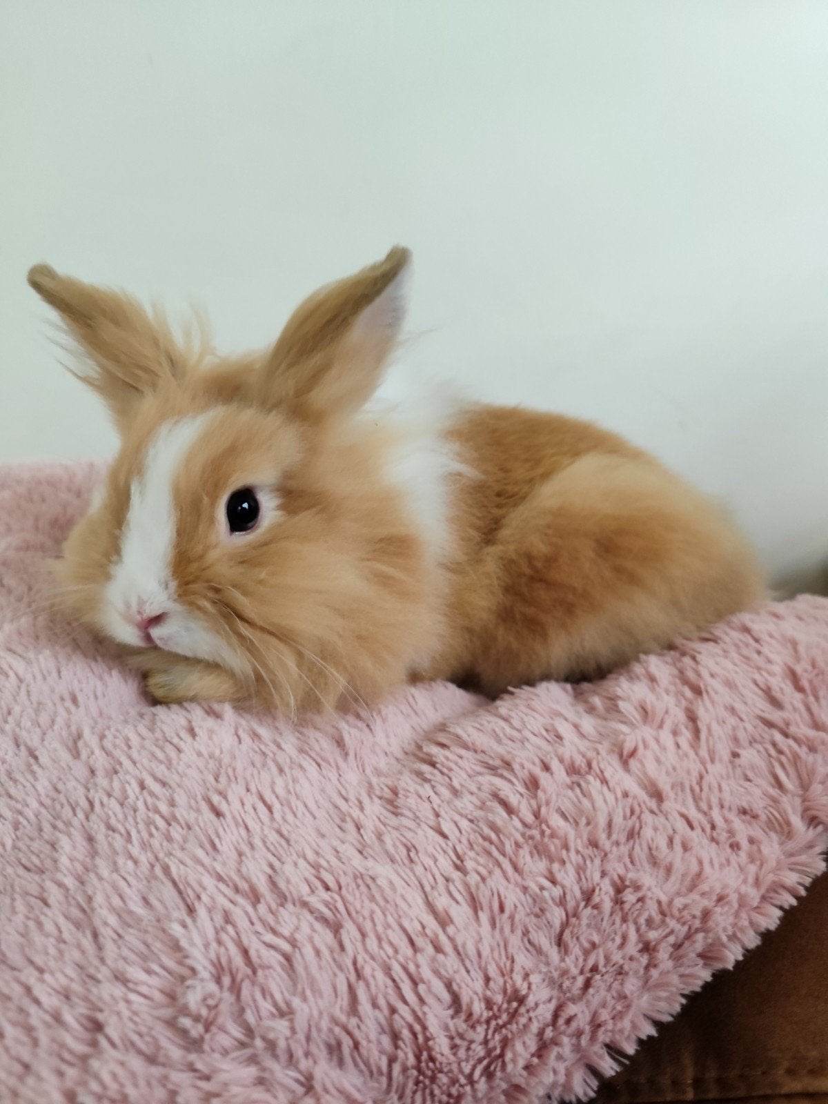 konijn dwergkonijn teddykonijn teddy ram, Dieren en Toebehoren