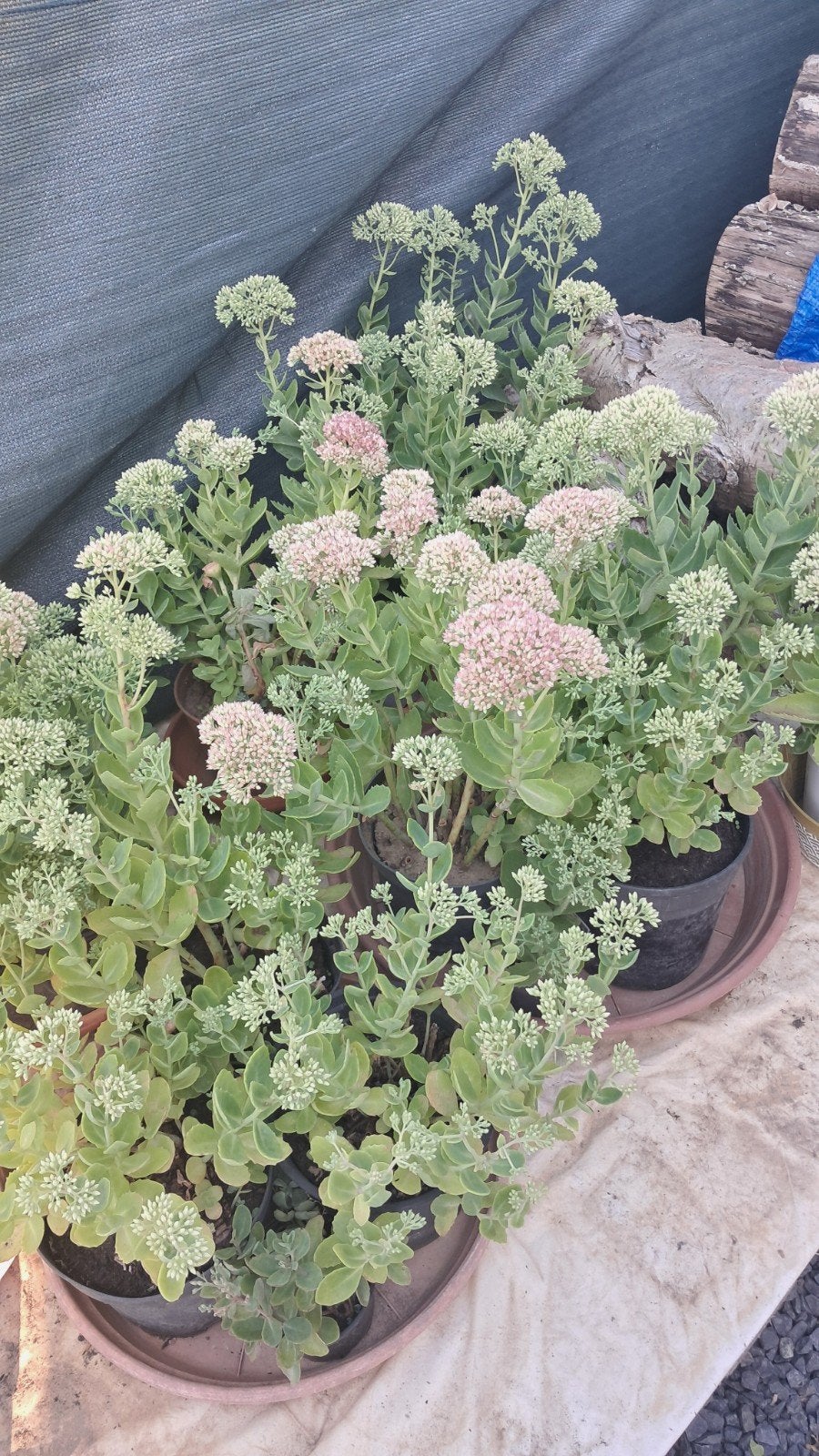 Sedum herbstfreude in pot., Ophalen, Herfst, Vaste plant