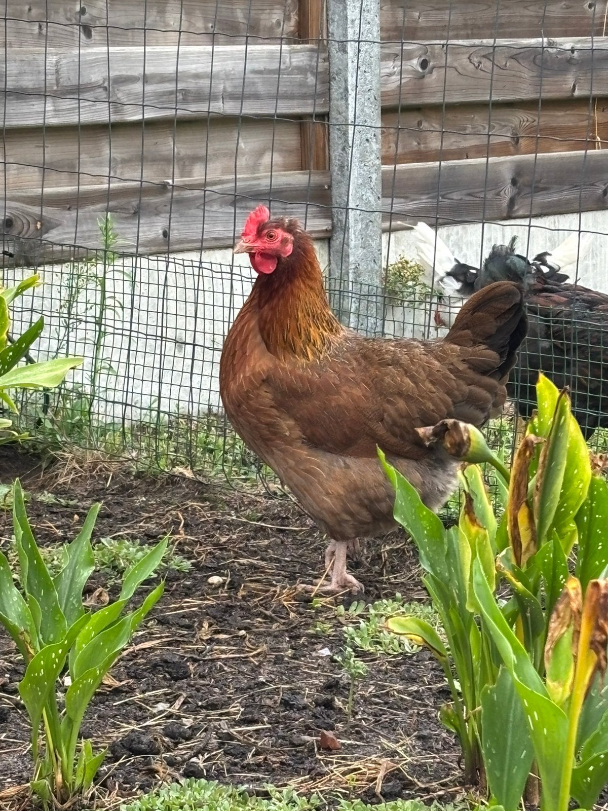 Groenlegger (welsumer x olijflegger) hen, Dieren en Toebehoren