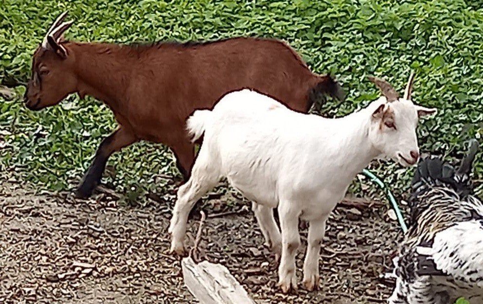 2 chèvres castrées, Animaux & Accessoires