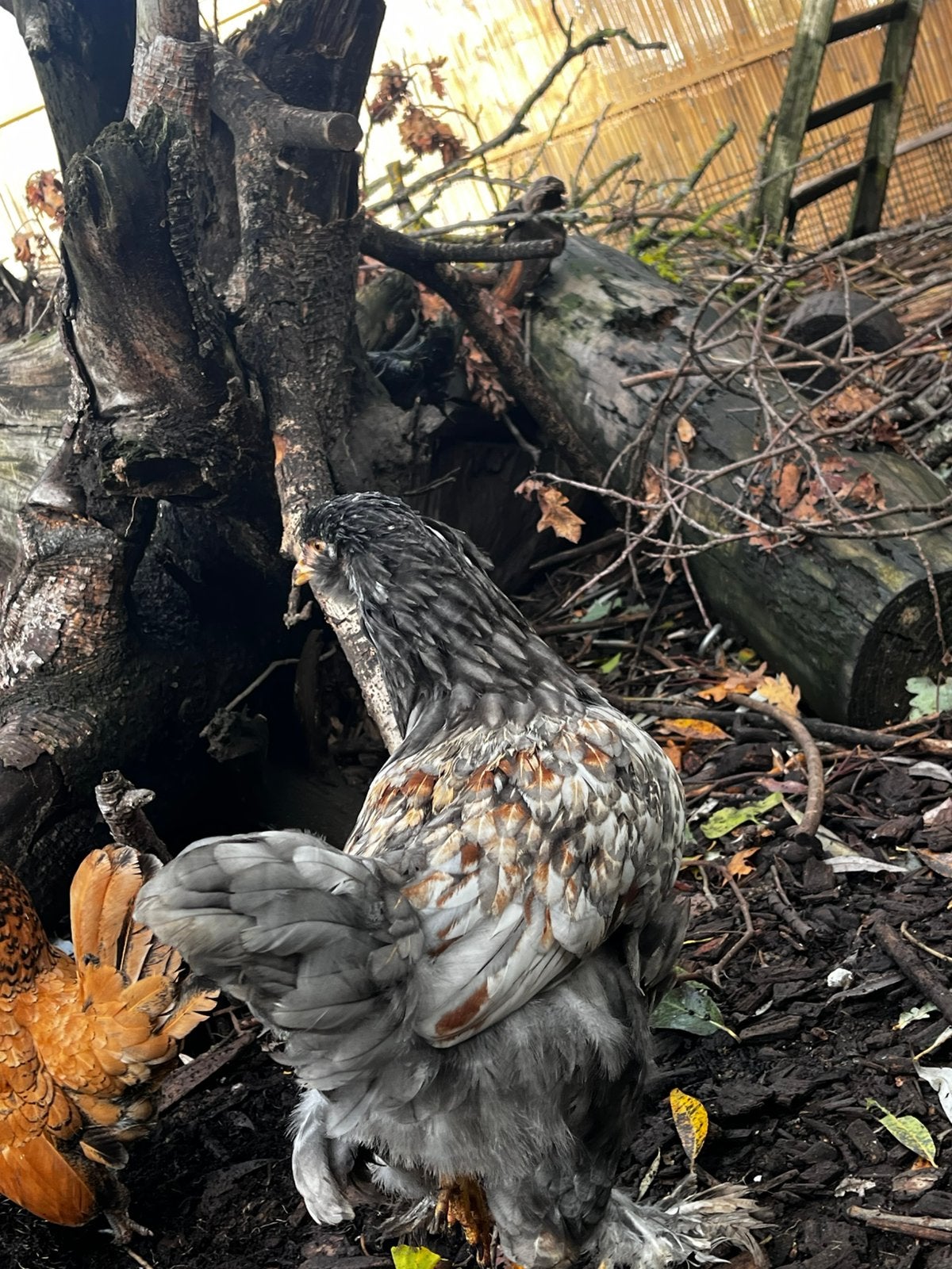 Kippen hennen allerlei rassen, Dieren en Toebehoren, Kip