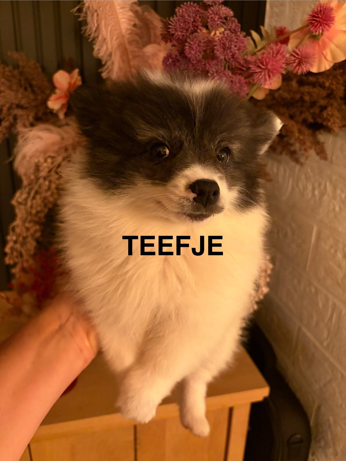 Keeshondjes, België, Particulier, Keeshond, 8 tot 15 weken