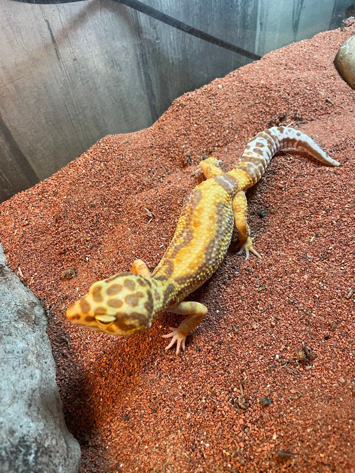 Koppel luipaardgekko plus 2 terrarium, Dieren en Toebehoren, Hagedis, Met terrarium, 0 tot 2 jaar