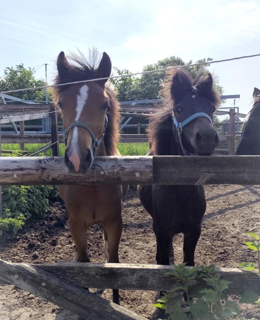 GEZOCHT KLEINE PONYS, SHETLANDERS OOK DRACHTIG, Dieren en Toebehoren