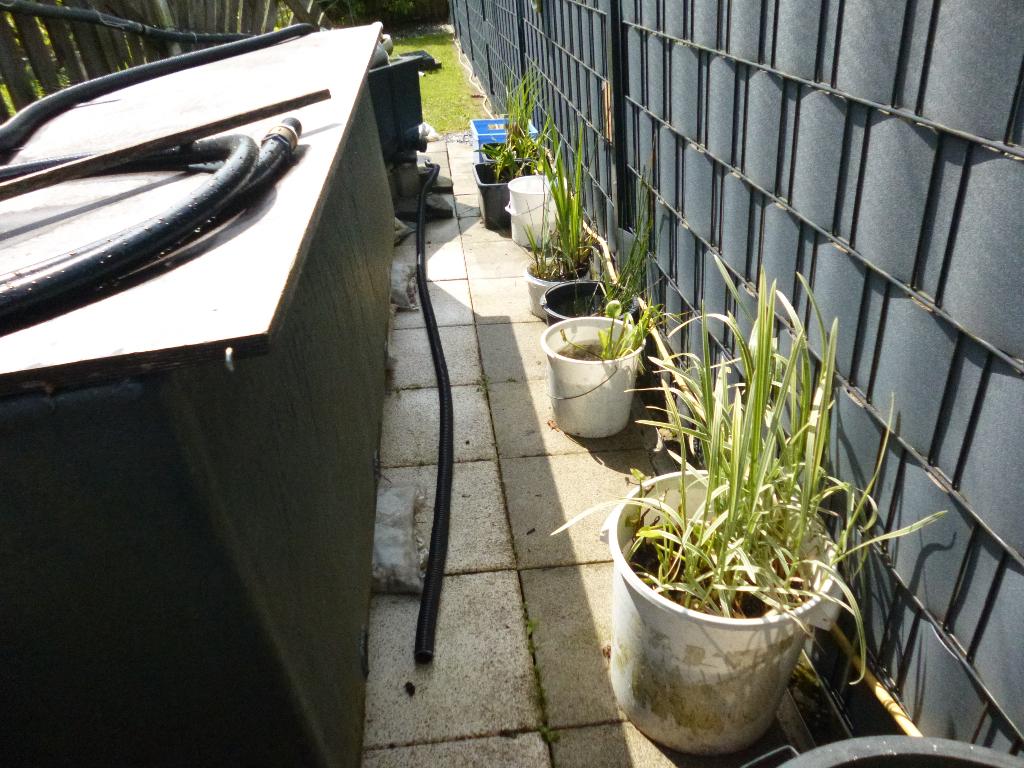 Toutes les plantes de bassin, Enlèvement