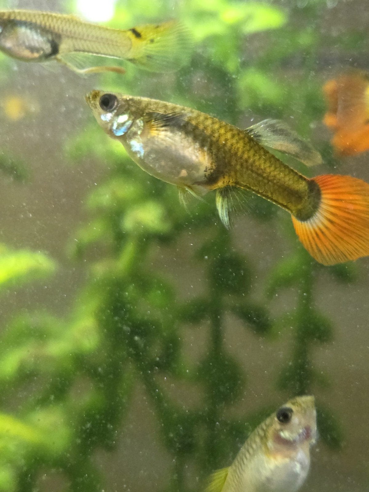 Guppies