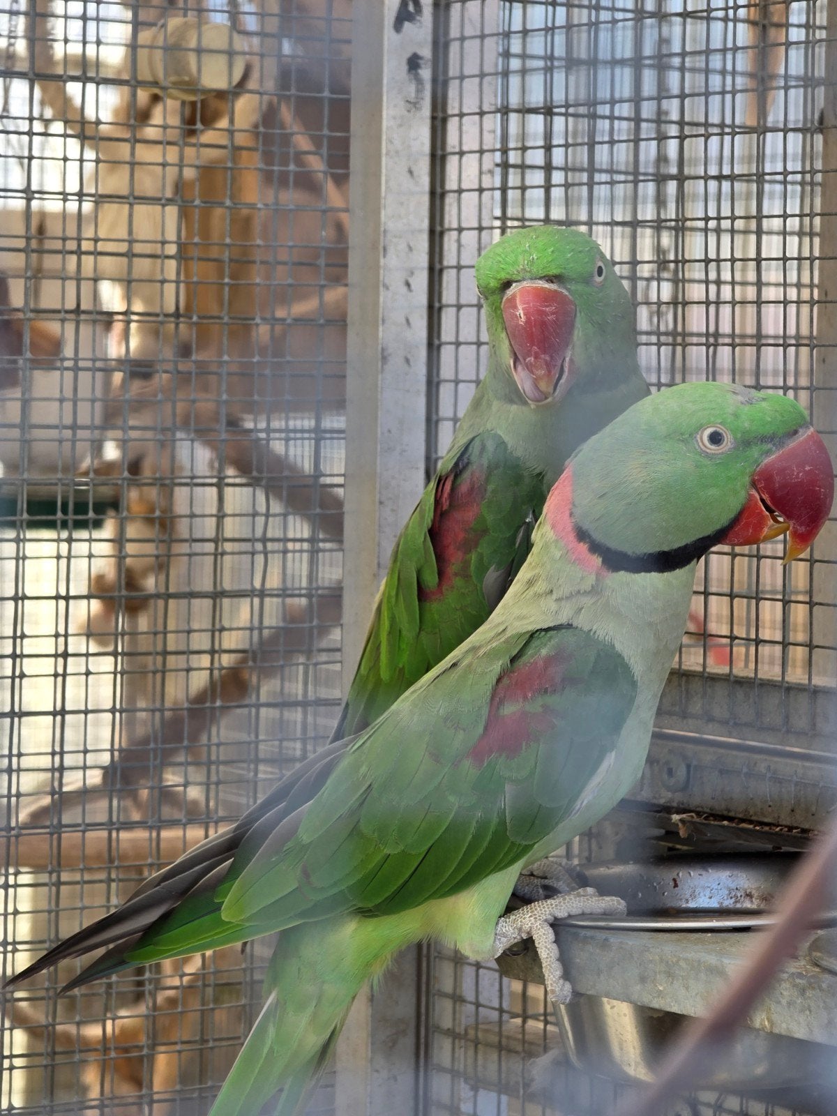 Couple Grand Alexandre, Animaux & Accessoires, Oiseaux | Perruches & Perroquets, Perruche