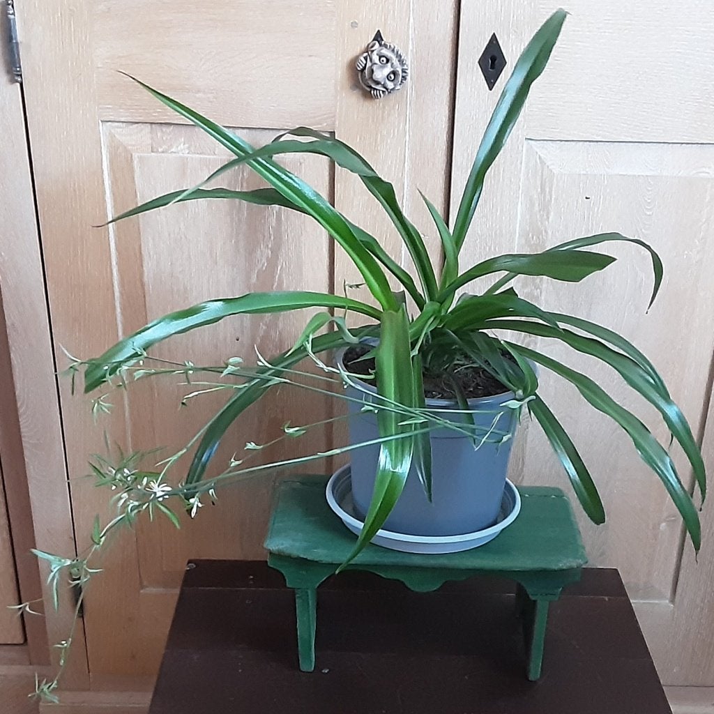 Bloeiende kamerplant, Pot D21cm, Huis en Inrichting, Kamerplanten, Bloeiende kamerplant, Ophalen of Verzenden, In pot, Minder dan 100 cm