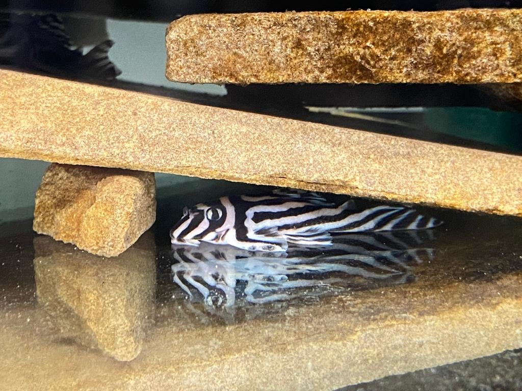 Hypancistrus Zebra L046 pleco (3-3,5 cm), Vis, Zoetwatervis