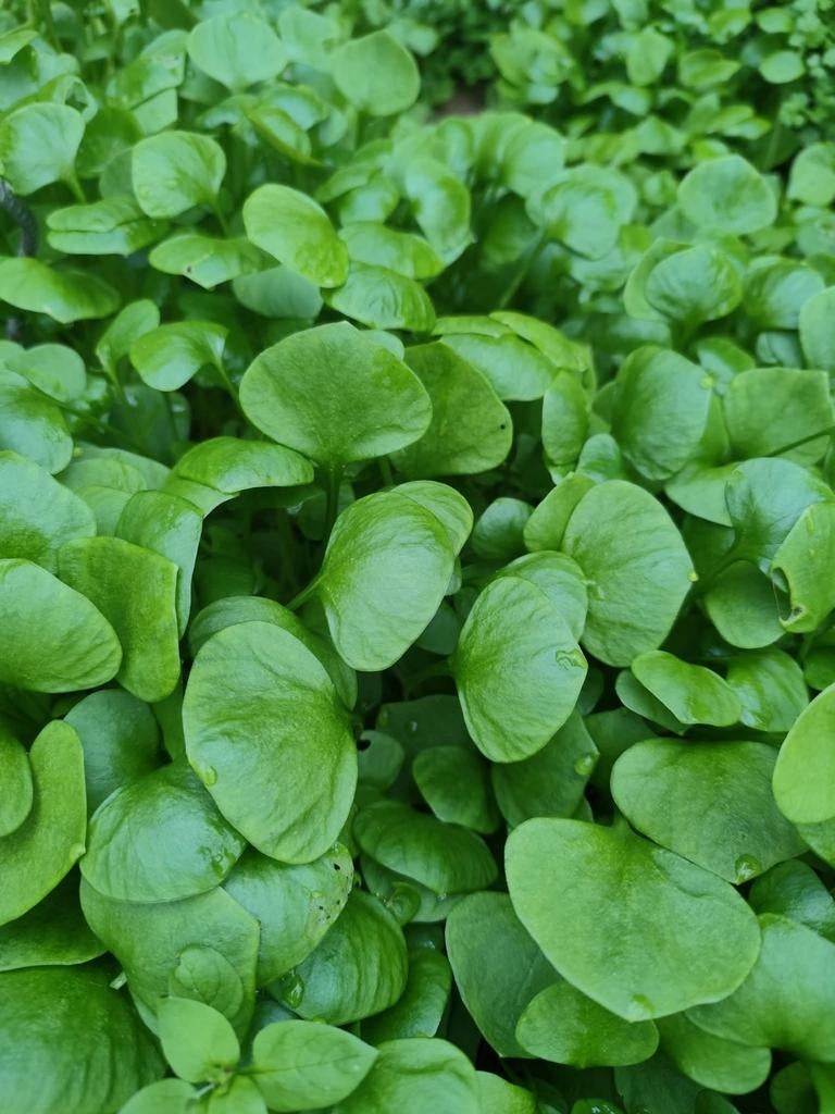 Claytone de Cuba ou Pourpier d'hiver en pot, Enlèvement
