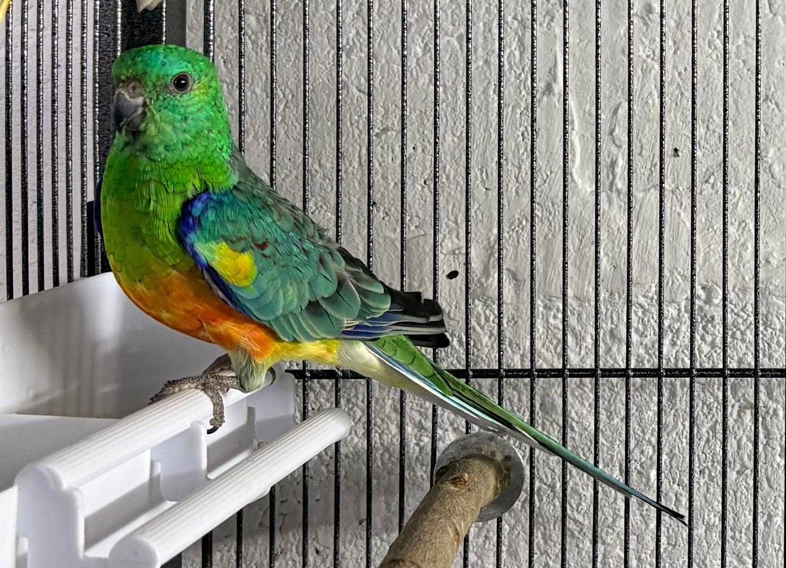 Roodrug man, Dieren en Toebehoren, Mannelijk, Parkiet