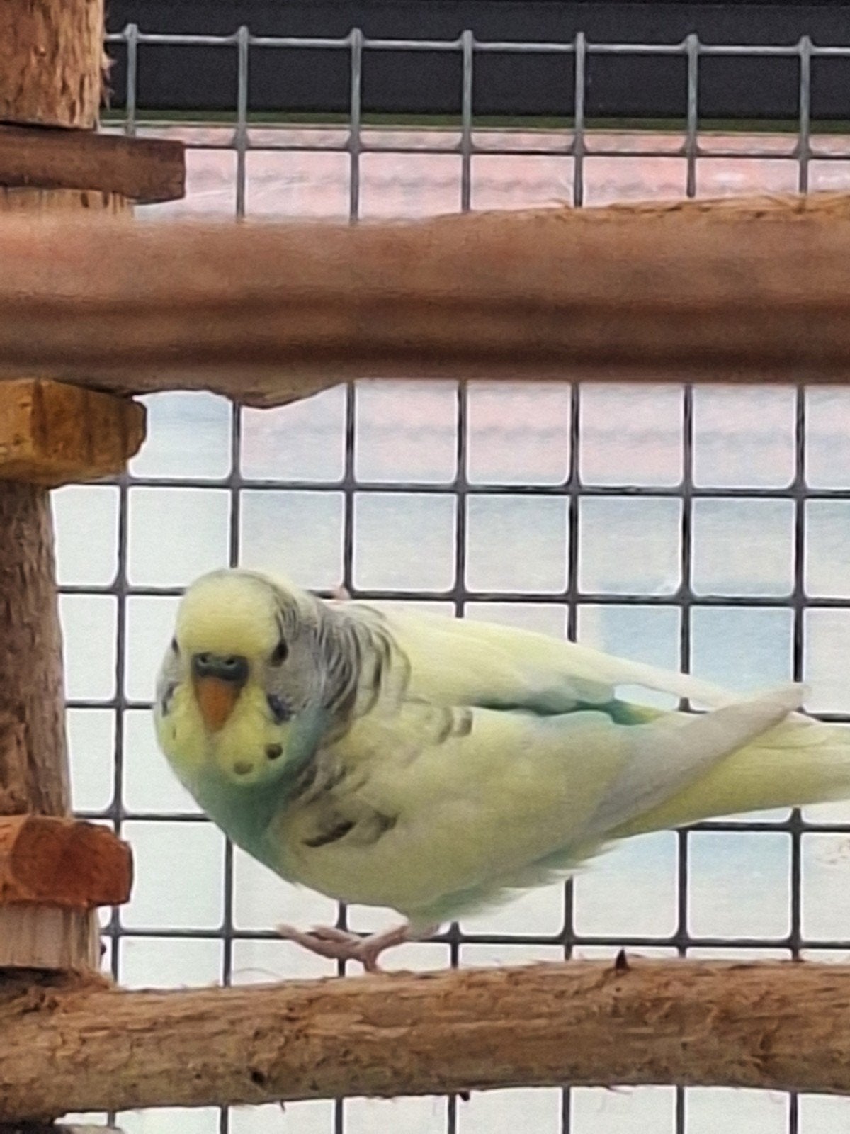 2 perruches femelles à vendre, Animaux & Accessoires