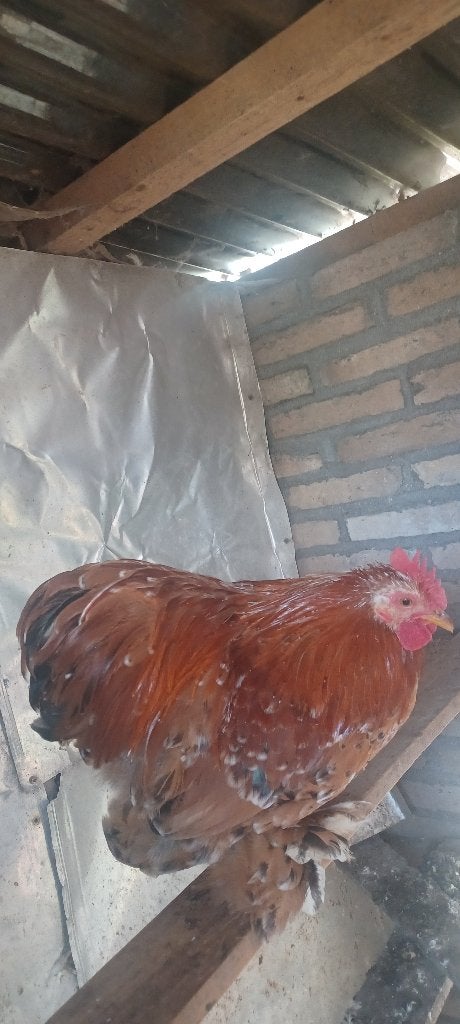Cochin kriel haan, Dieren en Toebehoren, Mannelijk, Kip