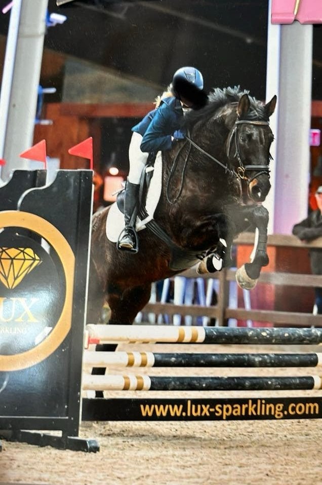 zeer brave allround merrie met mooie springafstamming, Jument, Z, Cheval de récréation