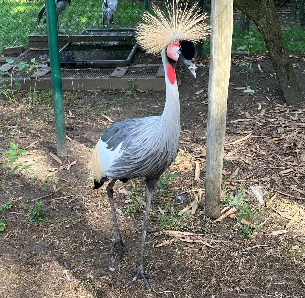 grijze kroonkraanvogel, Dieren en Toebehoren, Mannelijk, Overige soorten