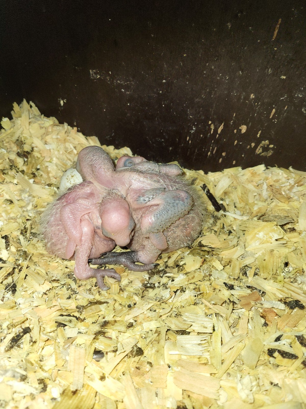 Blauwvoorhoofd geelschouder amazones voor handopfok, Dieren en Toebehoren, Vogels | Parkieten en Papegaaien, Meerdere dieren, Papegaai