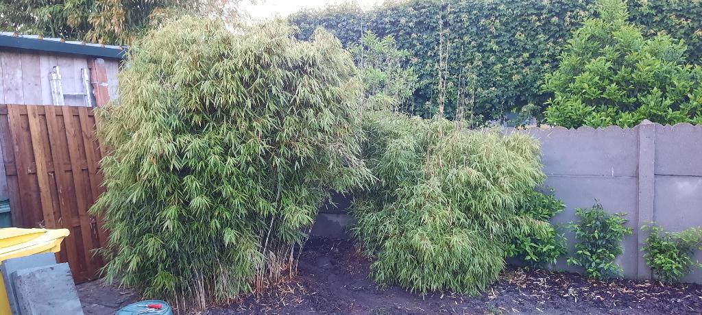 Bamboe gratis 2 planten, Tuin en Terras, Planten | Tuinplanten, Ophalen, Vaste plant
